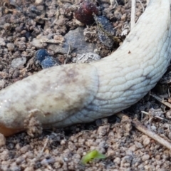 Deroceras reticulatum (Grey Field Slug) at Holt, ACT - 14 Sep 2021 by trevorpreston