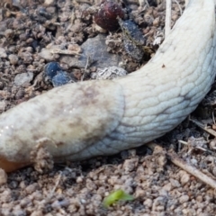 Deroceras reticulatum (Grey Field Slug) at Holt, ACT - 14 Sep 2021 by tpreston