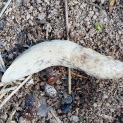 Deroceras reticulatum at Holt, ACT - 14 Sep 2021