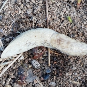 Deroceras reticulatum at Holt, ACT - 14 Sep 2021