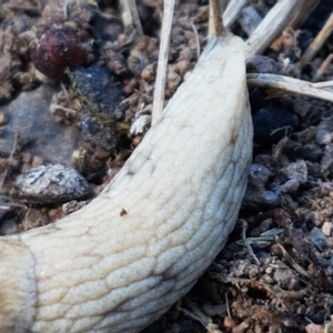 Deroceras reticulatum at Holt, ACT - 14 Sep 2021