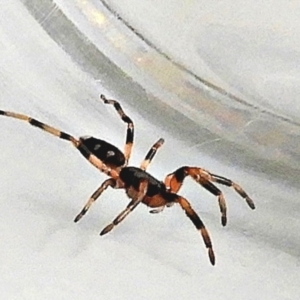 Lampona sp. (genus) at Crooked Corner, NSW - 14 Sep 2021