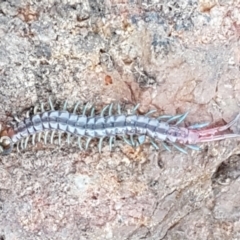 Scolopendromorpha (order) (A centipede) at Ginninderry Conservation Corridor - 14 Sep 2021 by trevorpreston