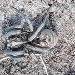 Tasmanicosa sp. (genus) (Tasmanicosa wolf spider) at Holt, ACT - 14 Sep 2021 by trevorpreston
