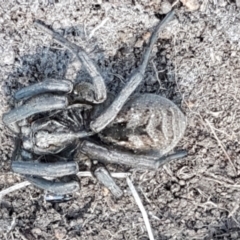 Tasmanicosa sp. (genus) (Unidentified Tasmanicosa wolf spider) at Ginninderry Conservation Corridor - 14 Sep 2021 by trevorpreston