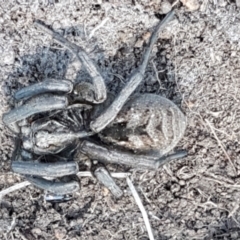 Tasmanicosa sp. (genus) (Unidentified Tasmanicosa wolf spider) at Holt, ACT - 14 Sep 2021 by tpreston