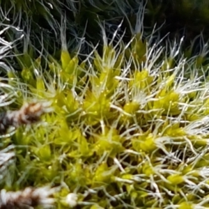 Grimmia sp. at Holt, ACT - 14 Sep 2021