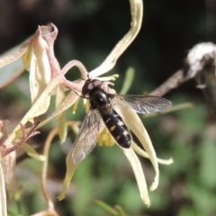 Syrphini (tribe) (Unidentified syrphine hover fly) at Tennent, ACT - 1 Sep 2021 by MichaelBedingfield