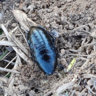 Platyzosteria melanaria (Common Eastern Litter Runner) at Ginninderry Conservation Corridor - 14 Sep 2021 by trevorpreston