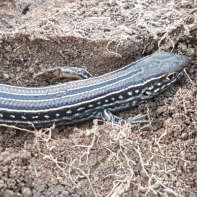 Ctenotus robustus (Robust Striped-skink) at Holt, ACT - 14 Sep 2021 by trevorpreston