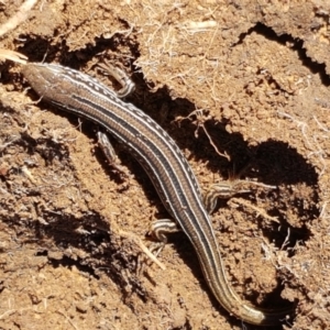 Ctenotus robustus at Holt, ACT - 14 Sep 2021