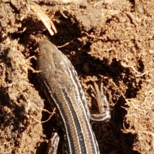 Ctenotus robustus at Holt, ACT - 14 Sep 2021