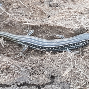 Ctenotus robustus at Holt, ACT - 14 Sep 2021