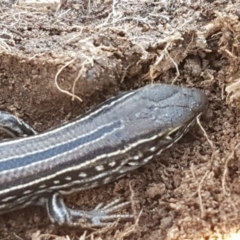 Ctenotus robustus at Holt, ACT - 14 Sep 2021