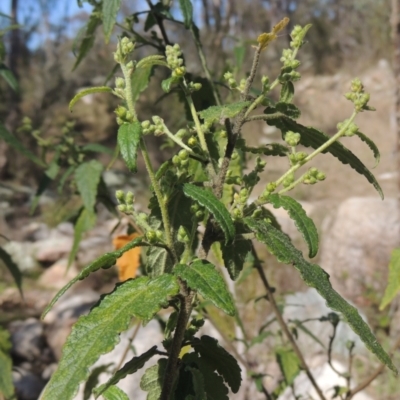 Gynatrix pulchella (Hemp Bush) at Tennent, ACT - 1 Sep 2021 by MichaelBedingfield