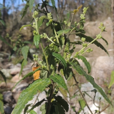 Gynatrix pulchella (Hemp Bush) at Tennent, ACT - 1 Sep 2021 by michaelb