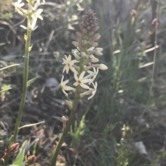 Stackhousia monogyna (Creamy Candles) at Deakin, ACT - 8 Sep 2021 by Tapirlord