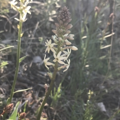 Stackhousia monogyna (Creamy Candles) at Red Hill Nature Reserve - 8 Sep 2021 by Tapirlord