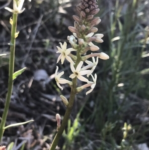 Stackhousia monogyna at Deakin, ACT - 8 Sep 2021 04:19 PM