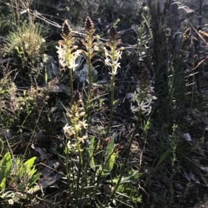 Stackhousia monogyna at Deakin, ACT - 8 Sep 2021 04:19 PM