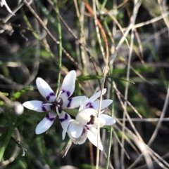 Wurmbea dioica subsp. dioica (Early Nancy) at Red Hill Nature Reserve - 8 Sep 2021 by Tapirlord