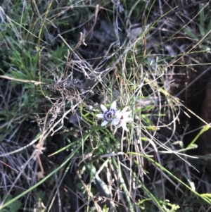 Wurmbea dioica subsp. dioica at Red Hill Nature Reserve - 8 Sep 2021