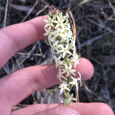 Stackhousia monogyna (Creamy Candles) at Red Hill, ACT - 8 Sep 2021 by Tapirlord