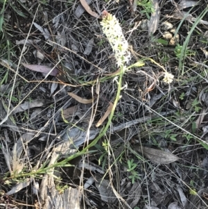 Stackhousia monogyna at Red Hill, ACT - 8 Sep 2021 04:10 PM