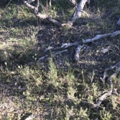 Stackhousia monogyna at Red Hill, ACT - 8 Sep 2021 04:10 PM