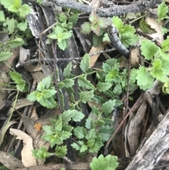 Veronica calycina (Hairy Speedwell) at Red Hill Nature Reserve - 8 Sep 2021 by Tapirlord