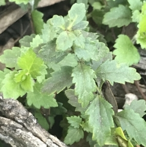 Veronica calycina at Red Hill, ACT - 8 Sep 2021