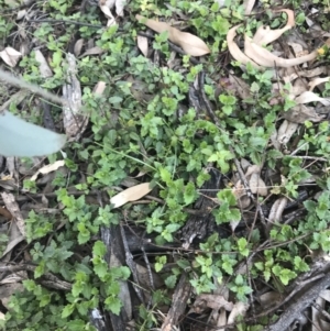 Veronica calycina at Red Hill, ACT - 8 Sep 2021