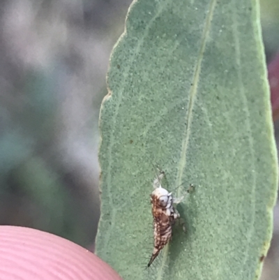 Cicadellidae (family) (Unidentified leafhopper) at Red Hill, ACT - 8 Sep 2021 by Tapirlord