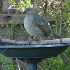 Ptilonorhynchus violaceus (Satin Bowerbird) at Gordon, ACT - 11 Sep 2021 by SteveC