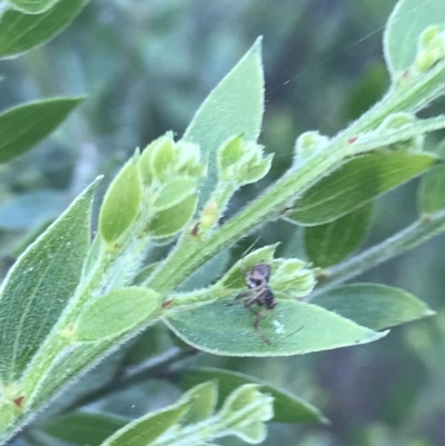 Unidentified Orb-weaving spider (several families) at Red Hill, ACT - 8 Sep 2021 by Tapirlord