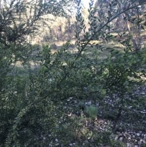 Acacia pravifolia at Red Hill, ACT - 8 Sep 2021