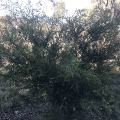 Acacia pravifolia at Red Hill, ACT - 8 Sep 2021 03:27 PM