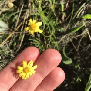 Senecio pinnatifolius var. pinnatifolius at Garran, ACT - 8 Sep 2021