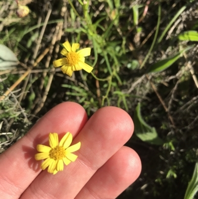 Senecio pinnatifolius var. pinnatifolius at Garran, ACT - 8 Sep 2021 by Tapirlord