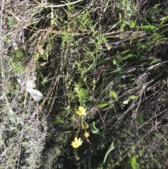 Senecio pinnatifolius var. pinnatifolius at Garran, ACT - 8 Sep 2021