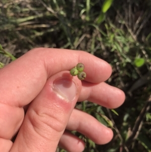 Senecio pinnatifolius var. pinnatifolius at Garran, ACT - 8 Sep 2021