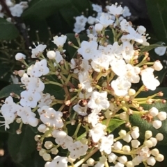 Viburnum tinus (Laurustinus) at Red Hill, ACT - 8 Sep 2021 by Tapirlord