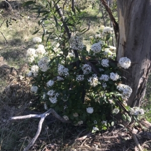 Viburnum tinus at Red Hill, ACT - 8 Sep 2021