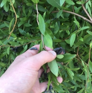 Billardiera heterophylla at Garran, ACT - 8 Sep 2021