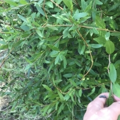 Billardiera heterophylla at Garran, ACT - 8 Sep 2021