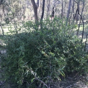 Billardiera heterophylla at Garran, ACT - 8 Sep 2021