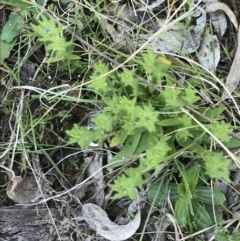 Leptorhynchos squamatus subsp. squamatus (Scaly Buttons) at Red Hill Nature Reserve - 8 Sep 2021 by Tapirlord