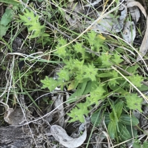 Leptorhynchos squamatus subsp. squamatus at Red Hill, ACT - 8 Sep 2021