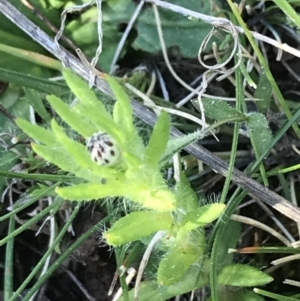 Leptorhynchos squamatus subsp. squamatus at Red Hill, ACT - 8 Sep 2021