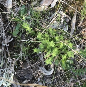 Leptorhynchos squamatus subsp. squamatus at Red Hill, ACT - 8 Sep 2021